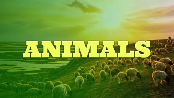 Animals!
