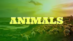 Animals!