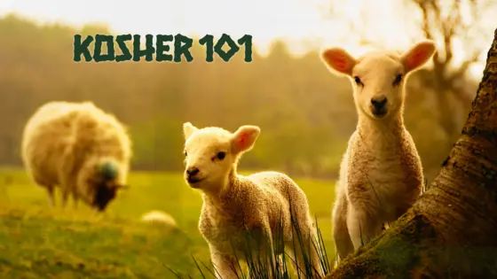 Kosher 101