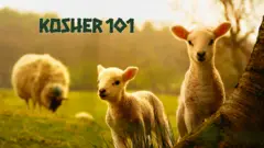 Kosher 101