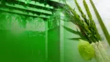 How to Choose a Kosher Lulav and Esrog: A Family-Friendly Guide