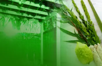 How to Choose a Kosher Lulav and Esrog: A Family-Friendly Guide