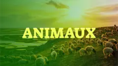 Animaux!