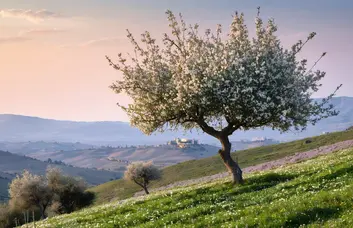 What Tu B'Shvat really celebrates (it's not just trees)
